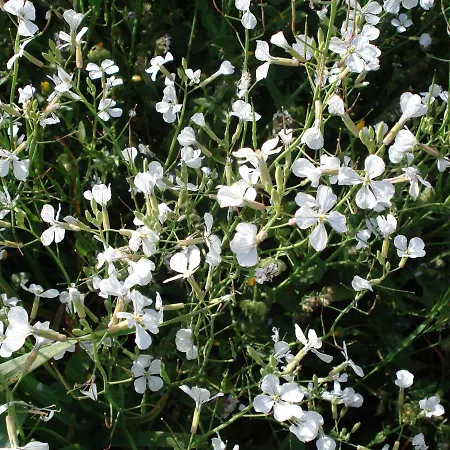 Gennarta